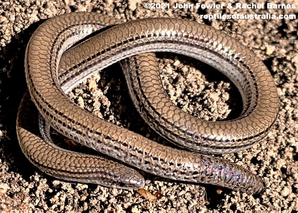 This Lined Worm-lizard (Aprasia striolata) was photographed at near Cherry Gardens, South Australia