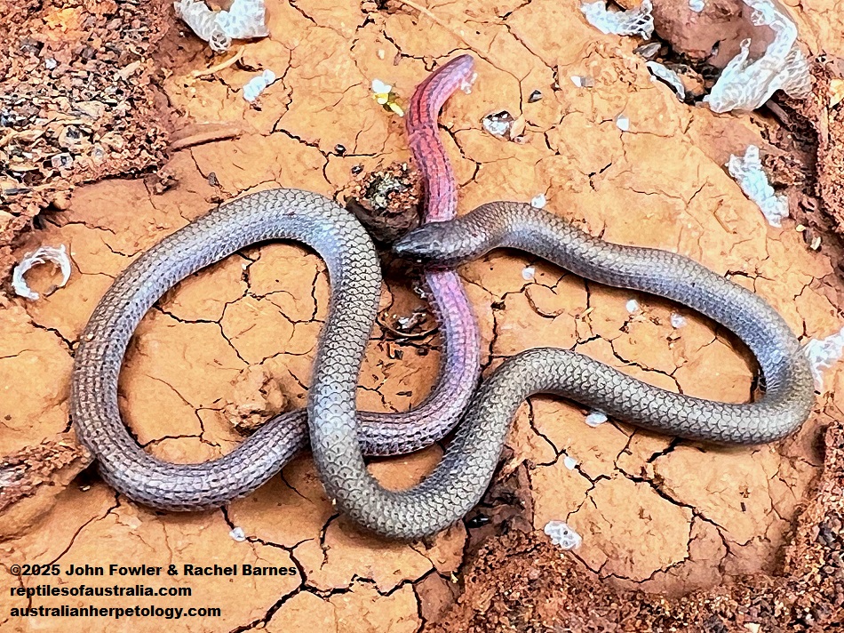Flinders Ranges Worm-lizard (Aprasia pseudopulchella) with a full tail photographed at Cobblers Creek, South Australia.