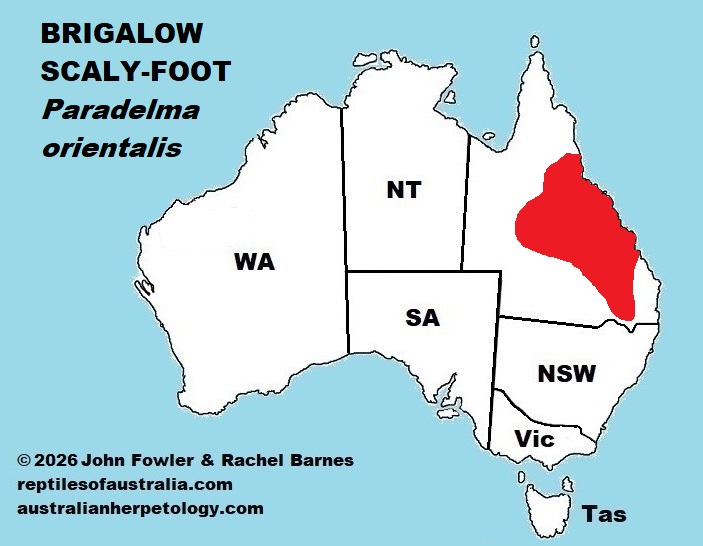 Approximate distribution of the Brigalow Scaly-foot (Paradelma orientalis)