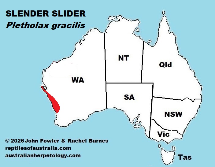 Approximate distribution of the Slender Sliders (Pletholax gracilis)