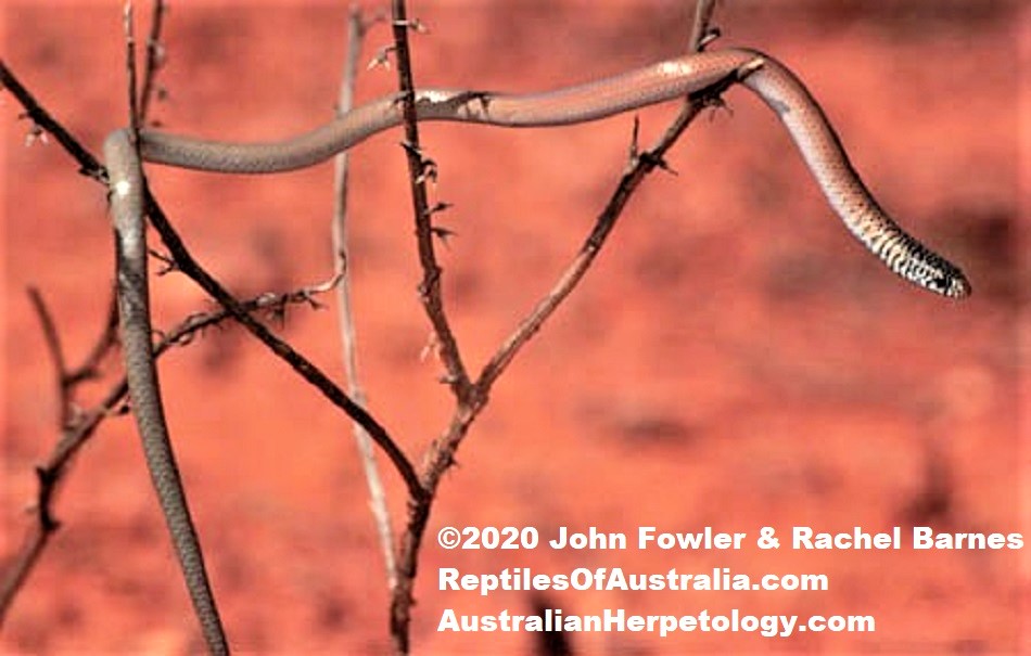 Delma australis  -MARBLE-FACED LEGLESS LIZARD