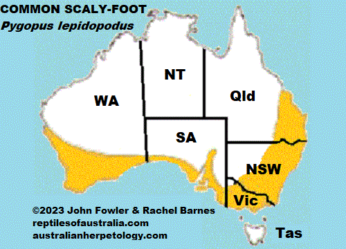 Approximate distribution of the Common Scaly Foot Pygopus lepidopodus
