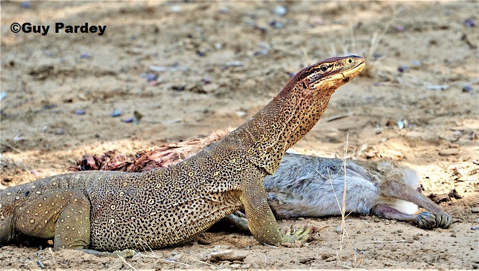 Yellow Spotted Monitor (Varanus panoptes panoptes) feeding on a dead wallaby - photographed on south-western Cape York, Queensland 