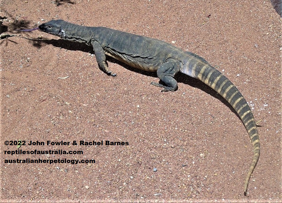 A Rosenberg's/Heath Monitor (Varanus rosenbergi) from southwestern WA