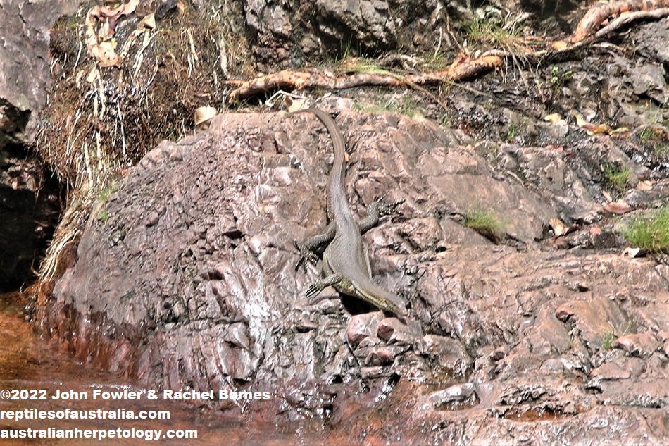 Mertens' Water Monitor (Varanus mertensi) photographed at Litchfield National Park, NT