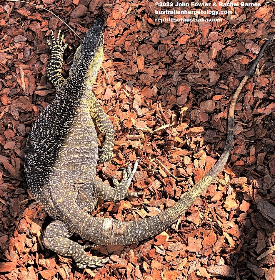 Lace Monitor (Varanus varius) photographed at Alexandra Park Zoo, Bundaberg, Qld