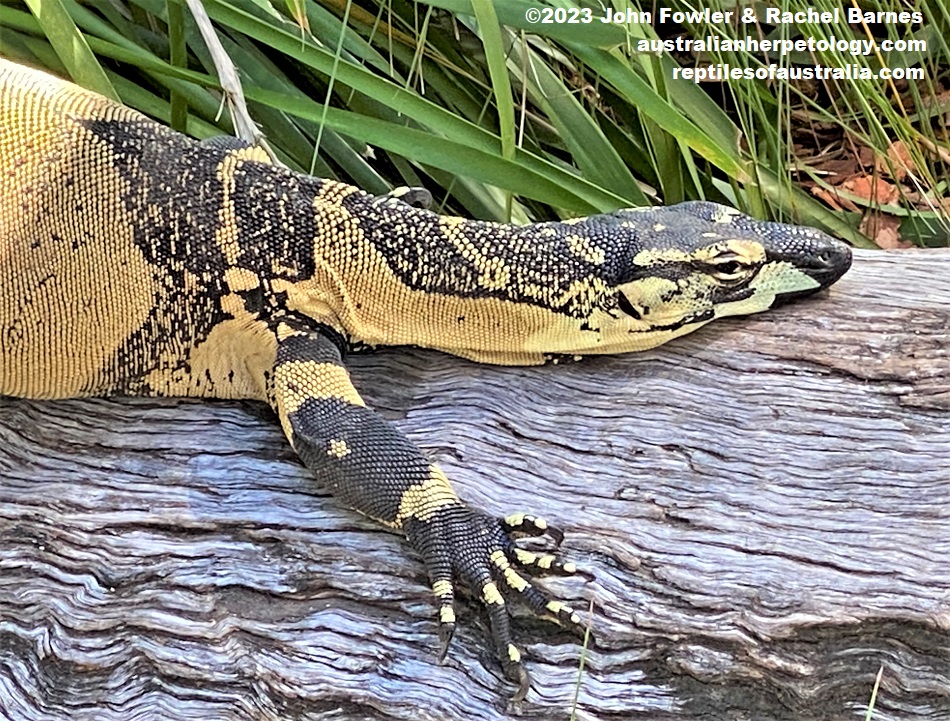 "Bell's" or banded phase of Lace Monitor (Varanus varius) photographed at Bundaberg Zoo, Qld