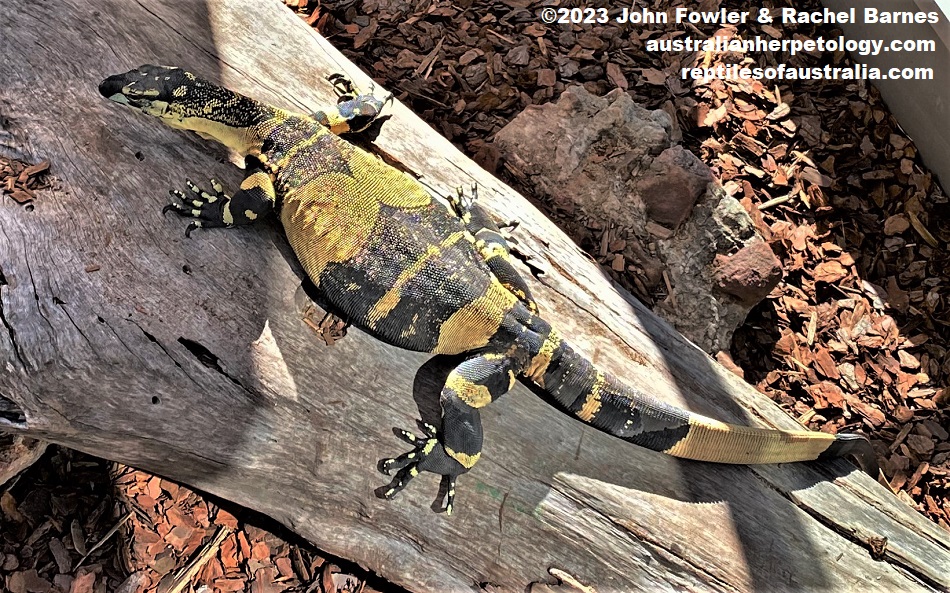 "Bell's" or banded phase of Lace Monitor (Varanus varius) photographed at Bundaberg Zoo, Qld