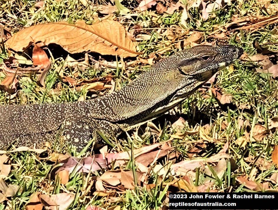 Lace Monitor (Varanus varius) photographed at Mt, Tambourine,Qld.