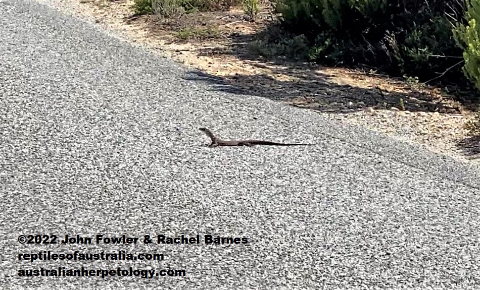 A very young Rosenberg's/Heath Monitor (Varanus rosenbergi) photographed at Coffin Bay SA