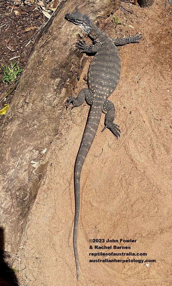 Rosenberg's/Heath Monitor (Varanus rosenbergi) photographed at the Gorge Wildlife Park, South Australia.