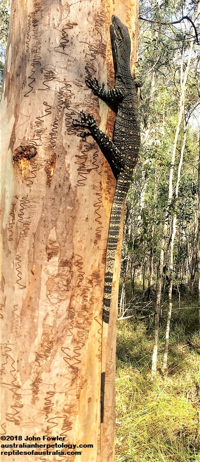 Lace Monitor Varanus varius 