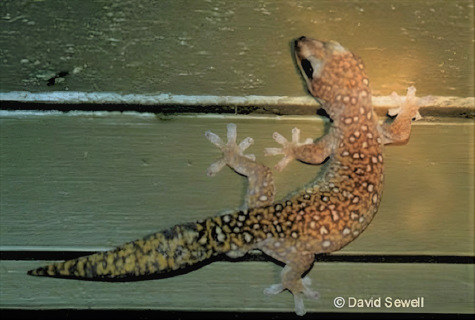 Southern Spotted Velvet Gecko (Oedura tryoni)