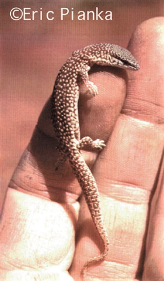 SHORT-TAILED PIGMY MONITOR - Varanus brevicauda