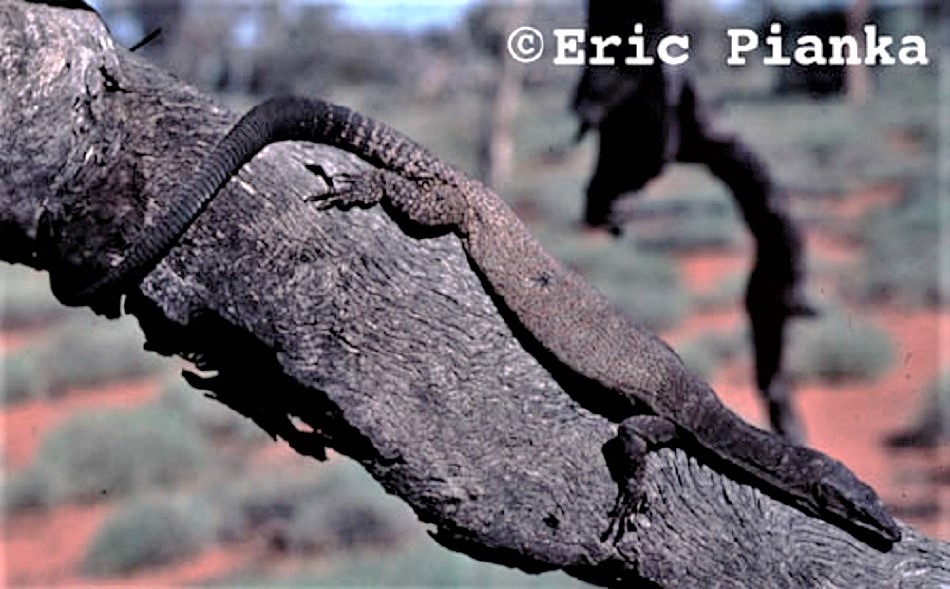 BLACK HEADED MONITOR Varanus tristis tristis