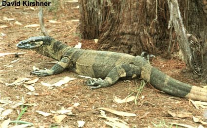 "Bell's" or banded phase of Lace Monitor Varanus varius 