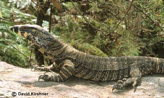 LACE MONITOR Varanus varius THE REPTILES OF AUSTRALIA