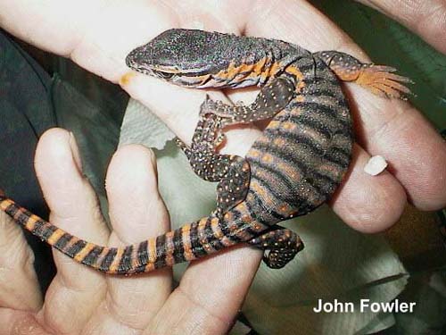 Rosenberg's/Heath Monitor Varanus rosenbergi