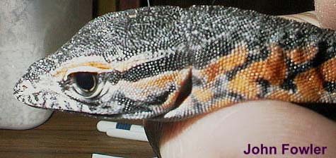 Rosenberg's/Heath Monitor Varanus rosenbergi