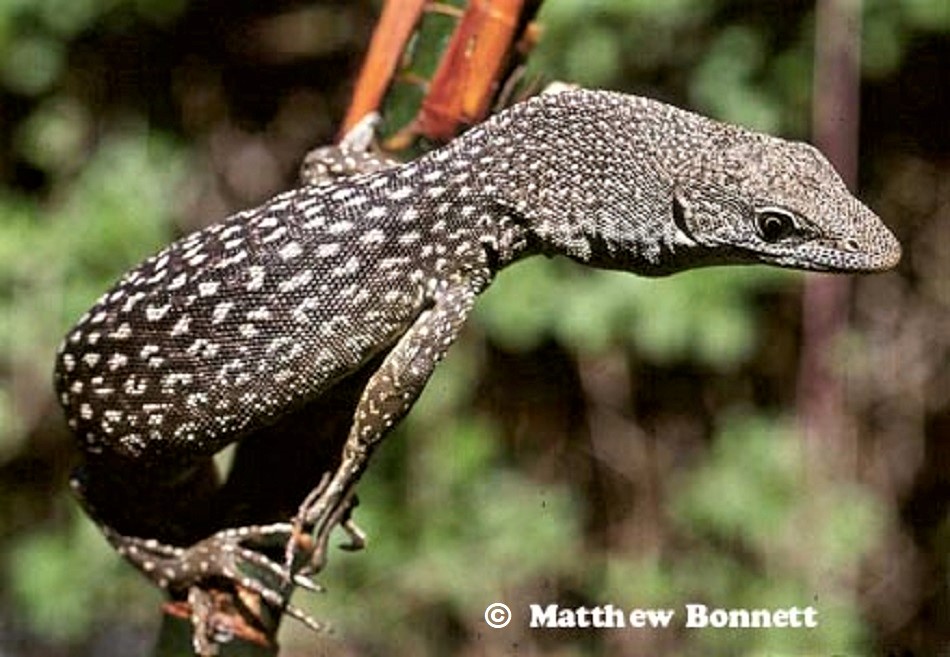 This specimen of Similis Tree Monitor (Varanus similis) is from Humpty Doo, NT.