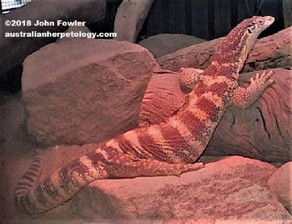 Spencer's Monitor