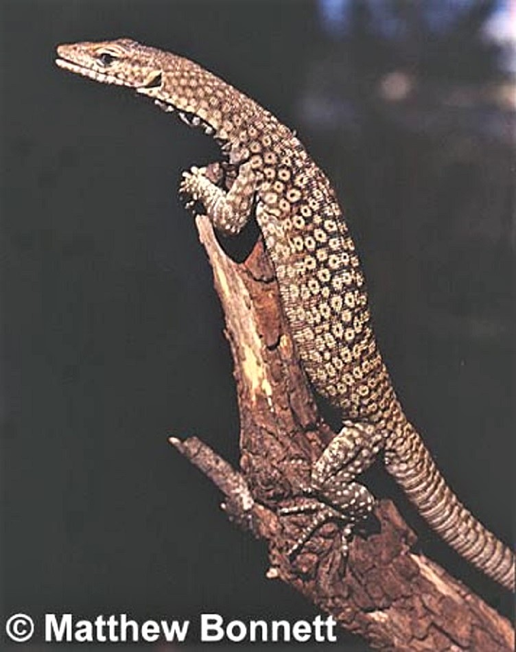 Black-headed monitor juvenile