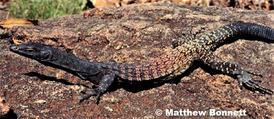 BLACK HEADED MONITOR Varanus tristis tristis