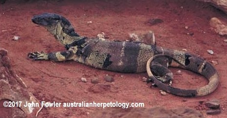 "Bell's" or banded phase of Lace Monitor Varanus varius 