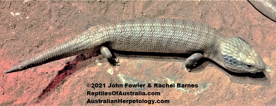 Centralian Blue-Tongued Lizard (Tiliqua multifasciata) photographed at the Gorge Wildlife Park, SA