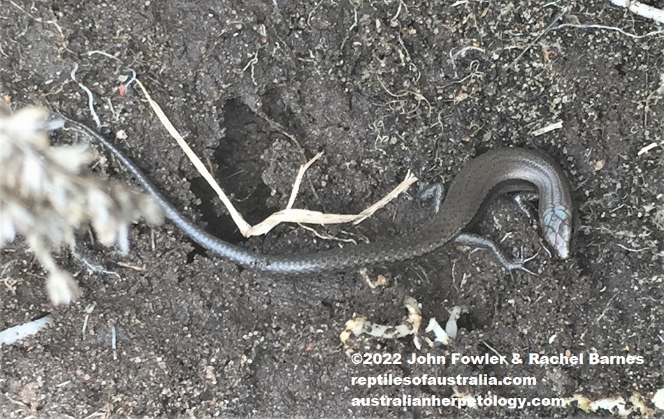 Weasel Skink (Saproscincus mustelinus)