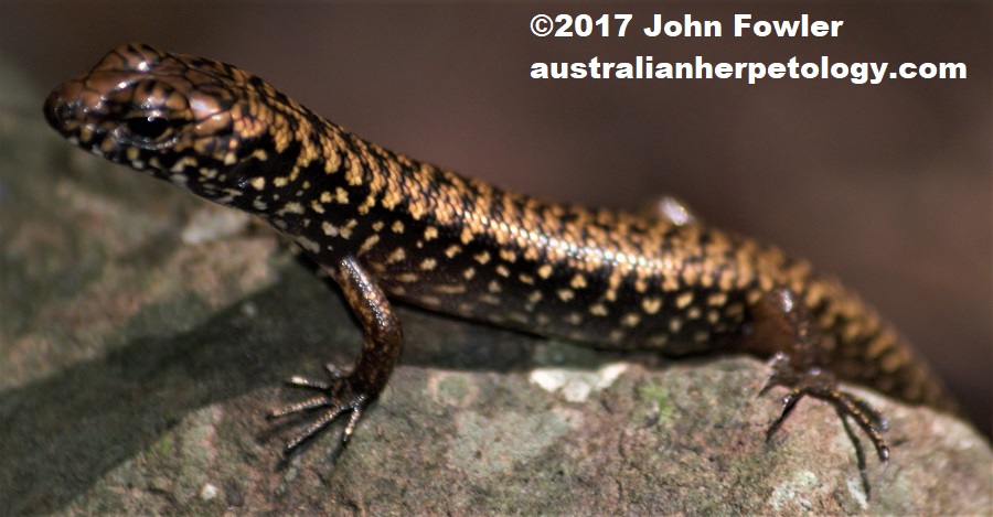 BLUE SPECKLED FOREST SKINK or MURRAY'S SKINK Karma (Silvascincus or Eulamprus) murrayi