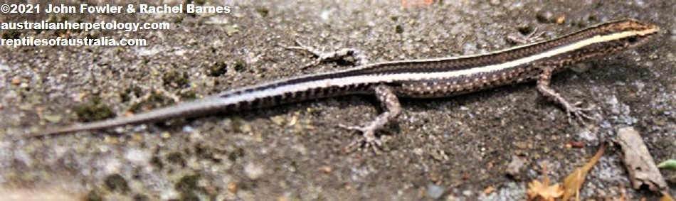 Elegant Snake-eyed Skink (Cryptoblepharus pulcher pulcher) photographed near White Rock, South-eastern Qld