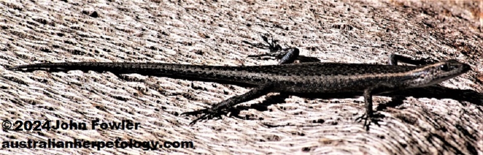 Buchanan's Snake-eyed Skink  Cryptoblepharus buchananii