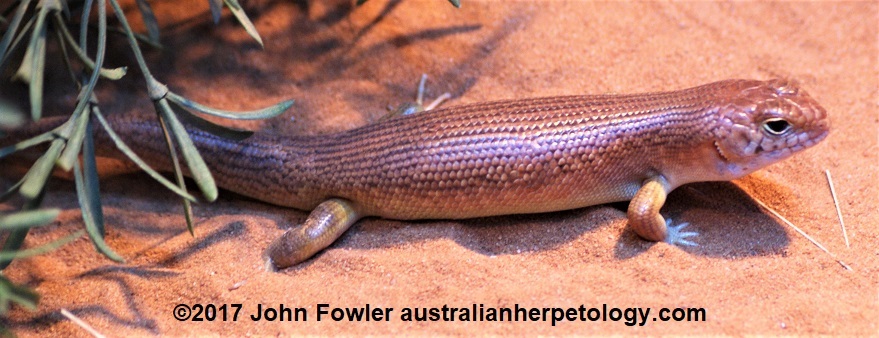 This photo of a Night Skink (Liopholis striata) was taken at Symbio Wildlife Park (NSW)