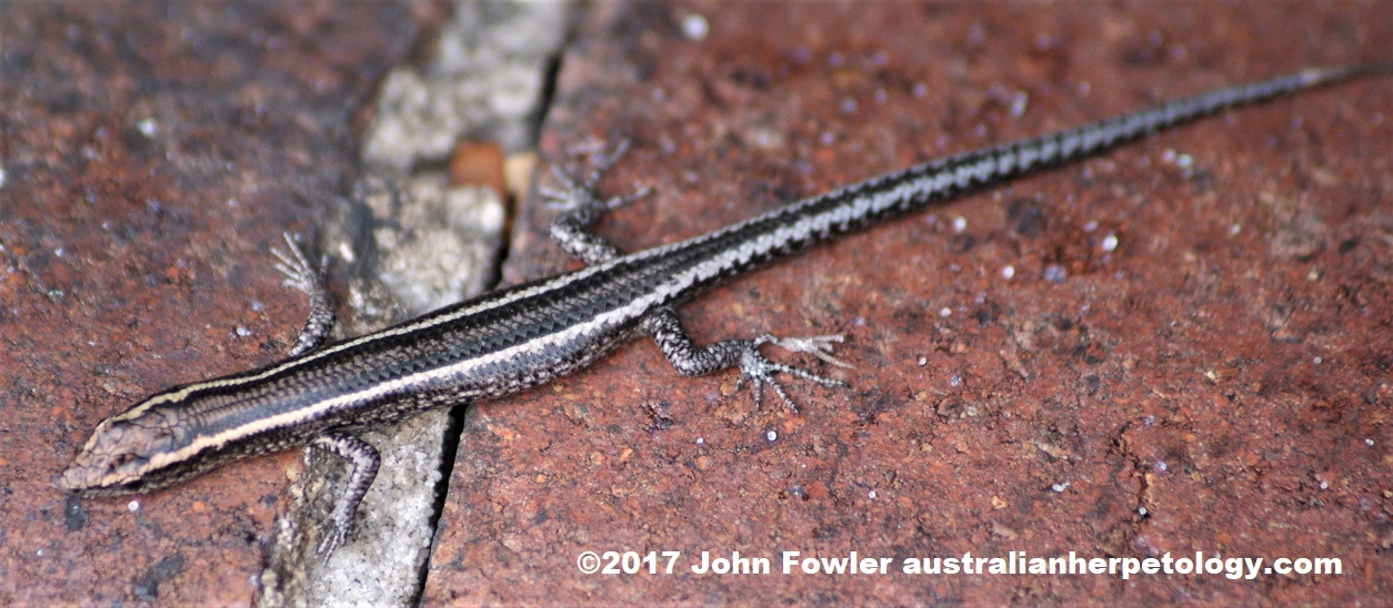 Cryptoblepharus pulcher pulcher