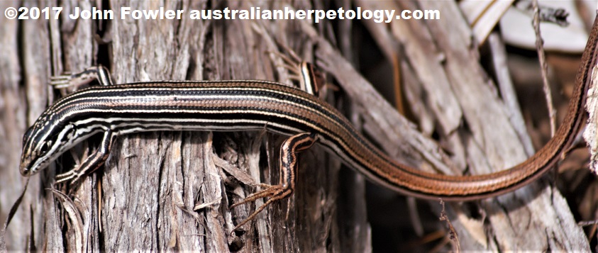 Copper-tailed Skink - Ctenotus taeniolatus