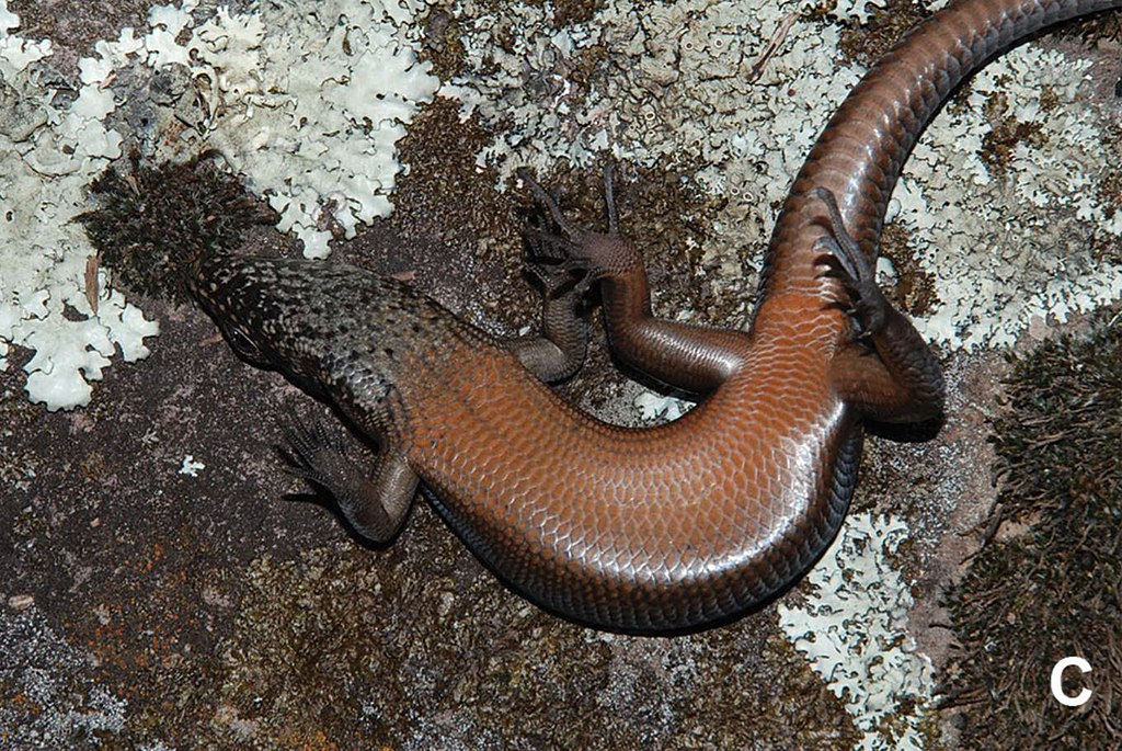 Kaputar Rock Skink (Egernia roomi) Ross A. Sadlier; Greta J. Frankham; Cecilie A. Beatson; Mark D. B. Eldridge; Jodi J. L. Rowley, CC BY 4.0, via Wikimedia Commons 