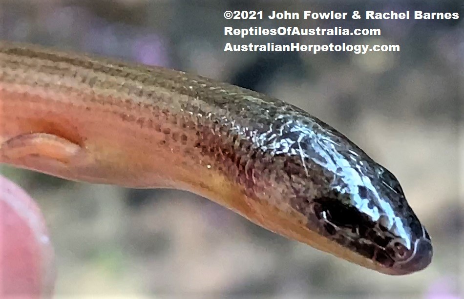 Three-clawed Worm-skink (Anomalopus verreauxii) photographed at Hawthorne, Brisbane, Qld