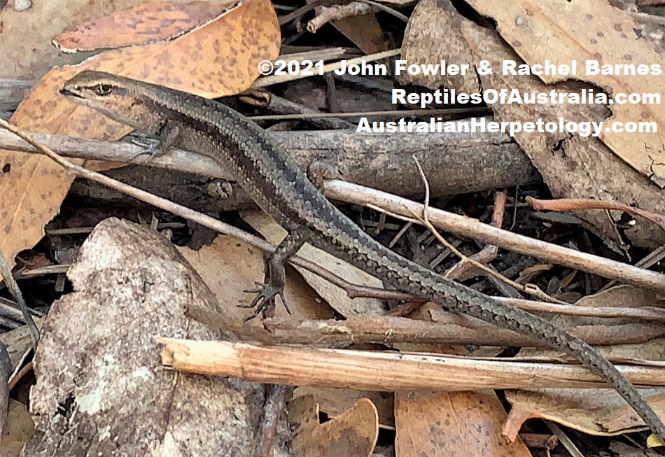 The Common Grass Skink (Lampropholis guichenoti) is an extremely common skink in many areas. 