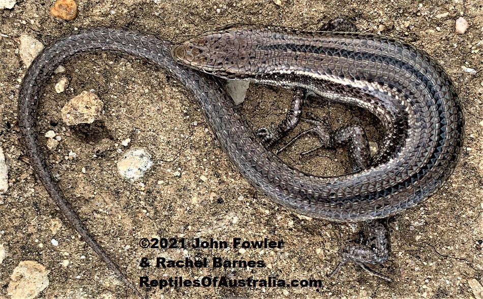 The Southern Grass Skink (Pseudemoia entrecasteauxii) above was photographed at Milang, South Australia