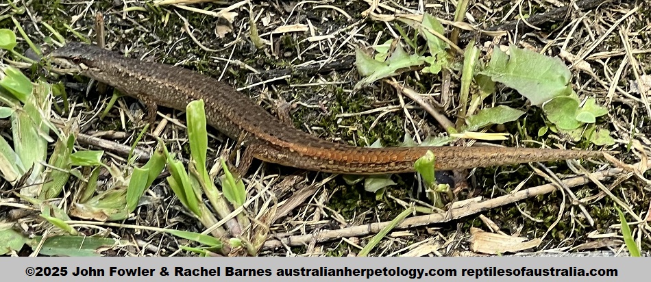 Weasel Skink (Saproscincus mustelinus) photographed at Cardiff Point, Newcastle, NSW