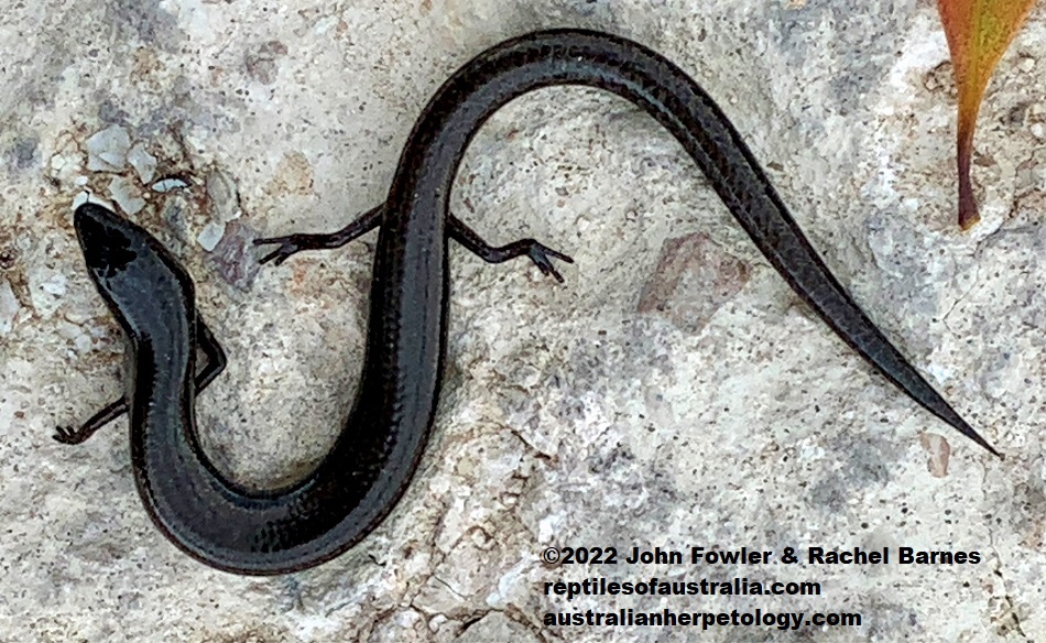 This very dark Three Toed Earless Skink Hemiergis decresiensis continentis photographed at Nuragi Nature Reserve, South Australia