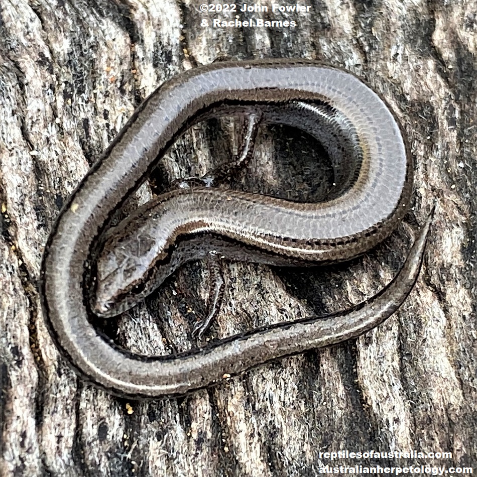 Three Toed Earless Skink (Hemiergis decresiensis continentis) photographed near Inglewood in the Mt. Lofty Ranges, South Australia 