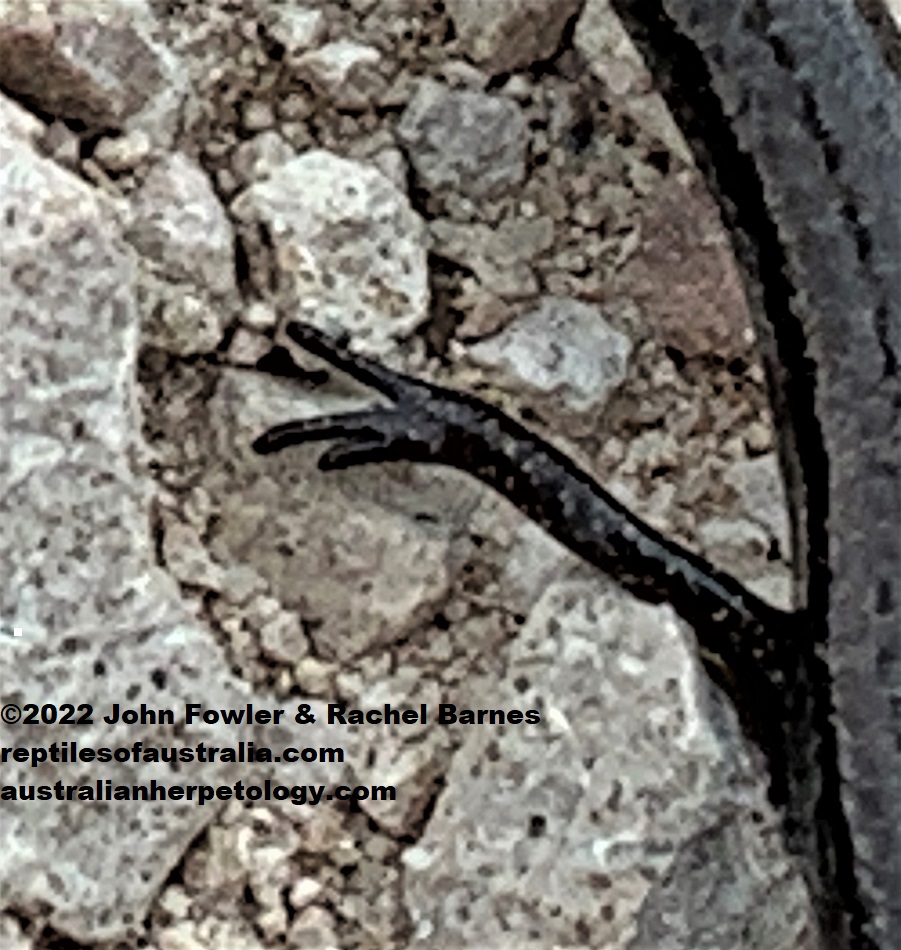 Rear foot of a Three Toed Earless Skink (Hemiergis decresiensis continentis) 