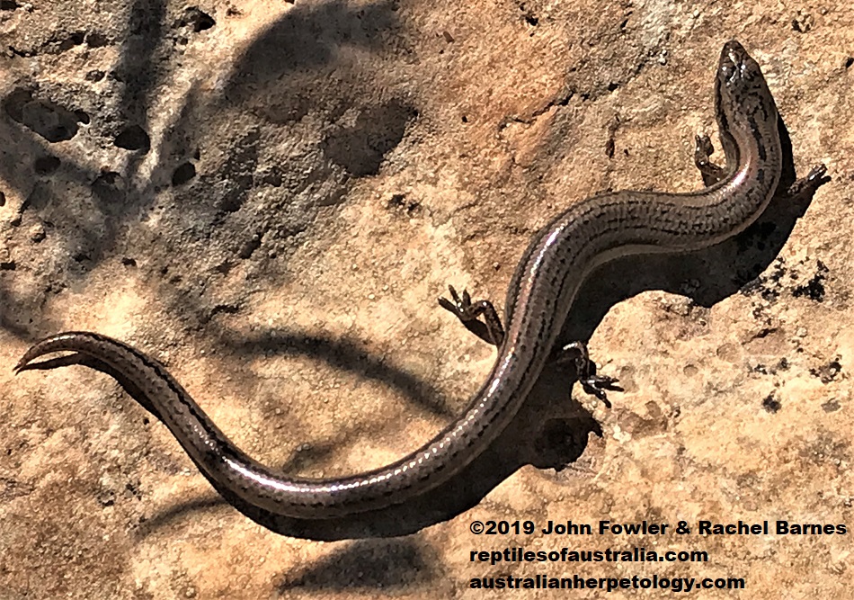 Three Toed Earless Skink Hemiergis decresiensis continentis