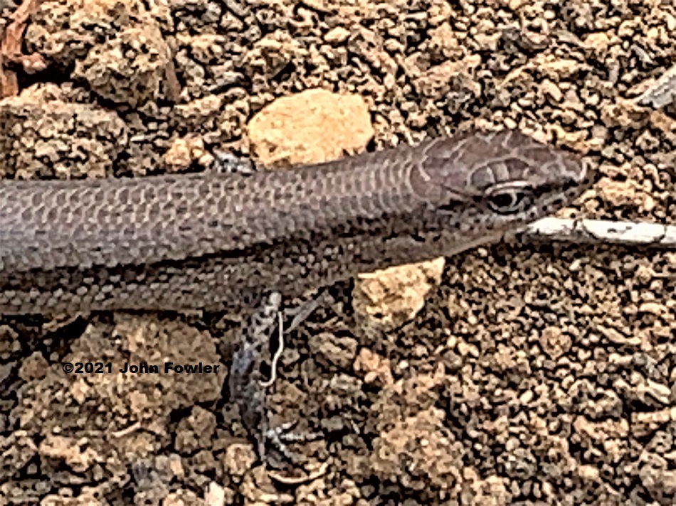 This Common Grass Skink (Lampropholis guichenoti) was photographed at Sandergrove, South Australia