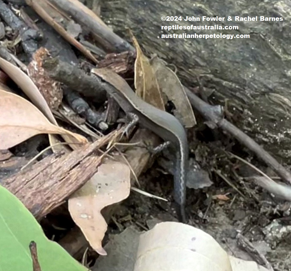 Dark-flecked Garden Sunskink (Lampropholis delicata) photographed at Hunts Creek Reserve in the Sydney Region, NSW