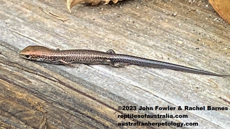 This baby Southern Grass Skink (Pseudemoia entrecasteauxii) above was photographed at Robe, South Australia