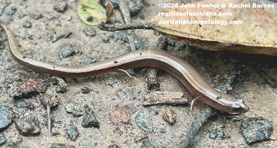 A half grown Yellow-bellied Three-toed Skink (Saiphos equalis) photographed at Northmead, NSW