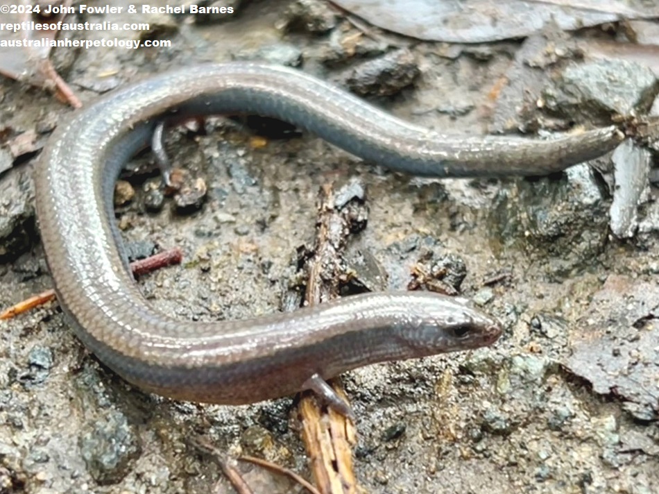 Adult Yellow-bellied Three-toed Skink (Saiphos equalis) with a damaged tail photographed at Northmead, NSW